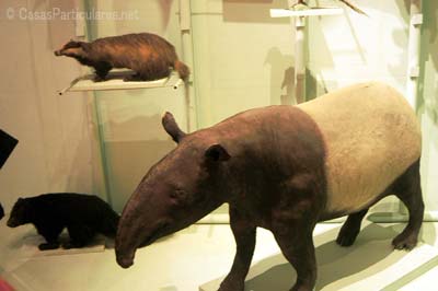 La sala de los animales que habitaron Cuba