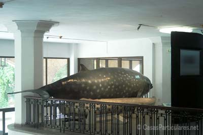 Ejemplar de ballena en tamao natural en el Museo de Historia Natural de Cuba