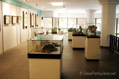 Muestras fsiles de minerales, de plantas o de animales del Museo de Historia Natural