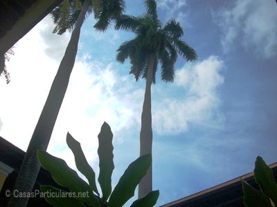 Las palmas reales en el patio del museo